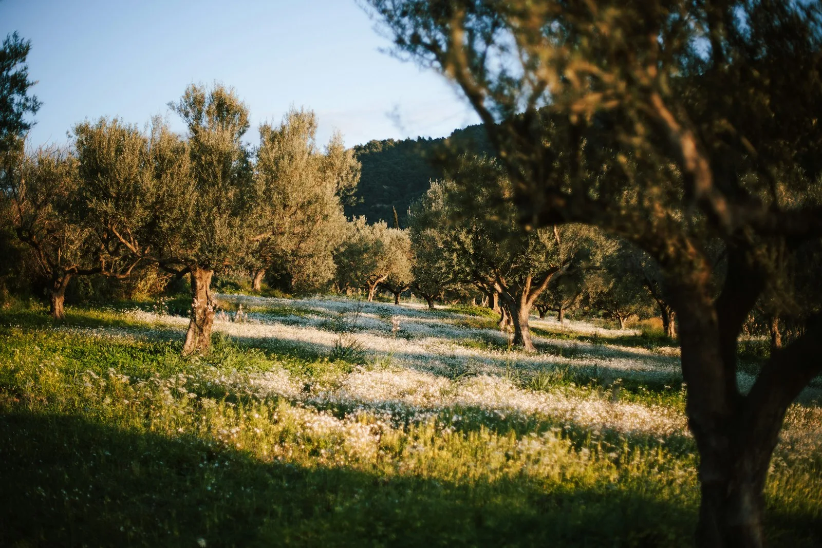 Gli ottocento olivi della tenuta in fiore a inizio stagione